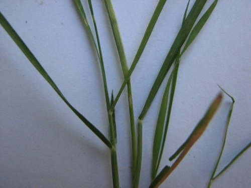 Buffalo Grass (Buchloe dactyloides)