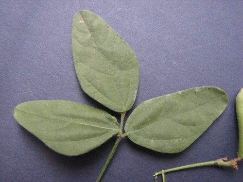 Trailing Wild Bean (Strophostyles helvolus)