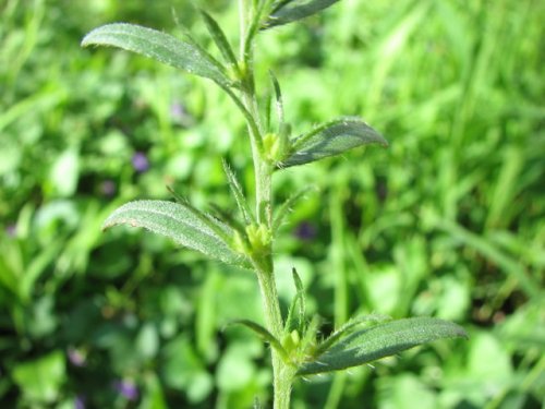 Corn Gromwell (Lithospermum arvense)