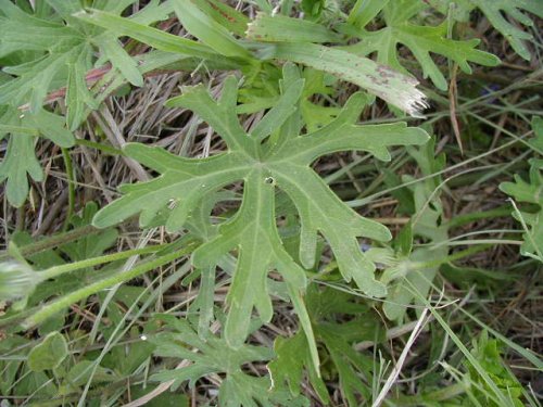 Purple Poppy Mallow (Callirhoe involucrata)