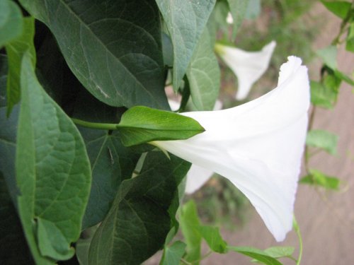 Common Hedge Bindweed (Calystegia sepium)