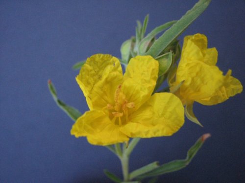 Toothed Evening Primrose (Calylophus serrulatus)