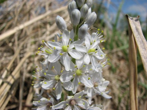 Wild Hyacinth (Camassia angusta)