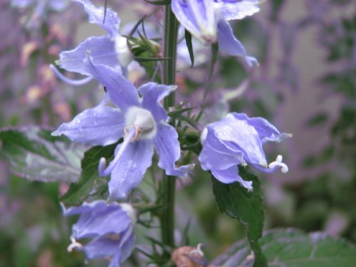 American Bellflower (Campanula americana)