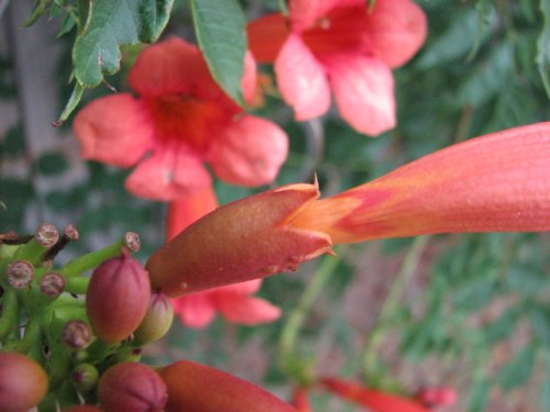 Trumpet Creeper (Campsis radicans)