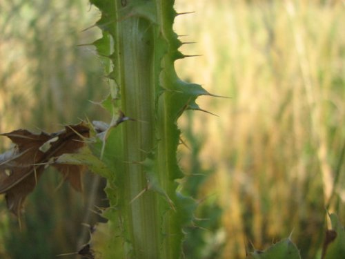 Musk Thistle (Carduus nutans)