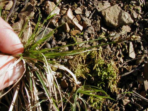 Whitetinge Sedge (Carex albicans)