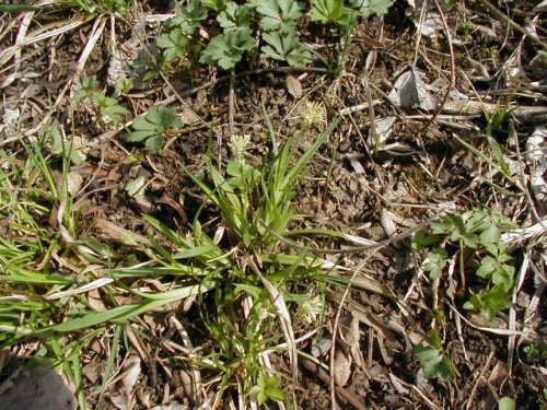 Eastern Woodland Sedge (Carex blanda)