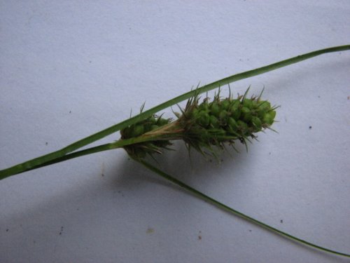 Bushes Sedge (Carex bushii)