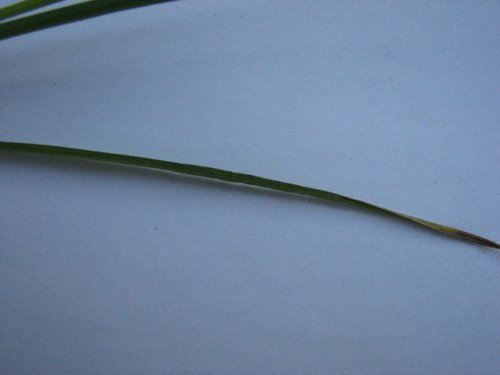 Emory Sedge (Carex emoryi)