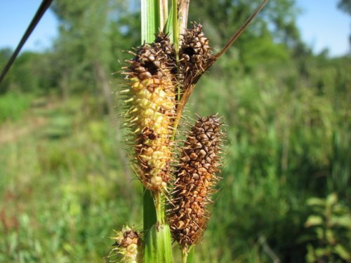 Franks Sedge (Carex frankii)