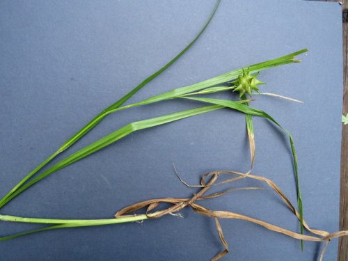 Grays Sedge (Carex grayi)