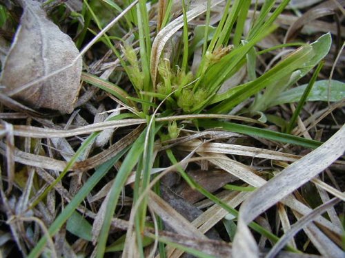 Low Sedge (Carex umbellata)