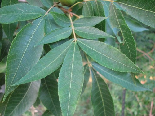 Bitternut Hickory (Carya cordiformis)