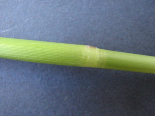 Barnyard Grass (Echinochloa crus-galli)