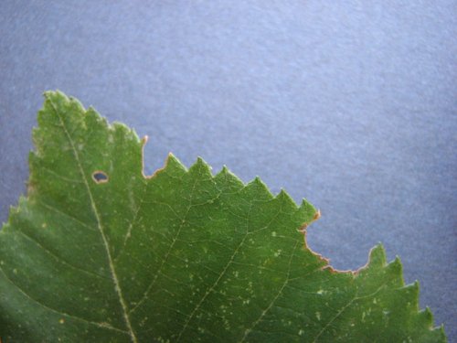 Shellbark Hickory (Carya laciniosa)