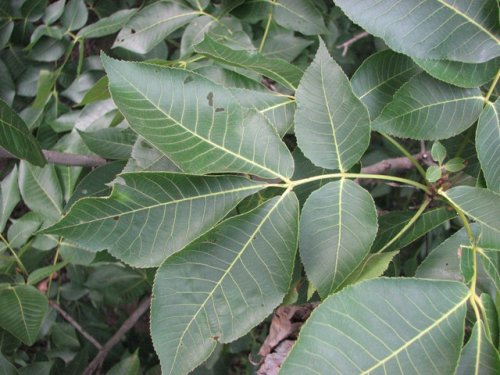 Shagbark Hickory (Carya ovata)