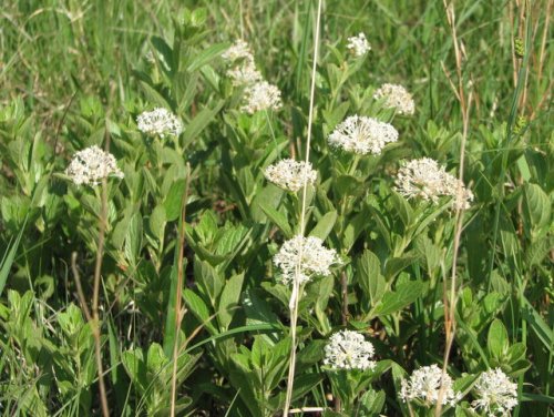 Inland New Jersey Tea (Ceanothus herbaceus)