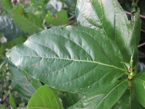 Buttonbush (Cephalanthus occidentalis)