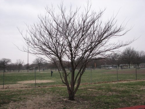 Redbud (Cercis canadensis)