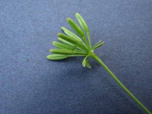 Southern Chervil (Chaerophyllum tainturieri)