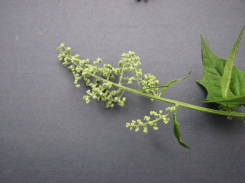 Maple Leaf Goosefoot (Chenopodium simplex)