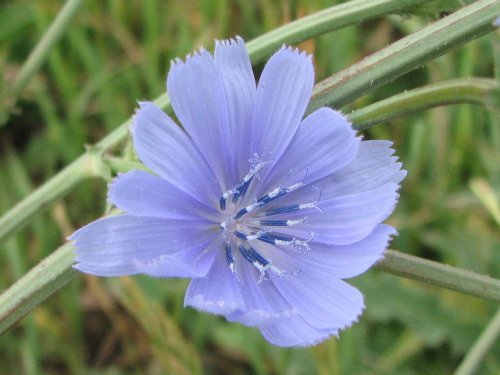 Chicory (Cichorium intybus)