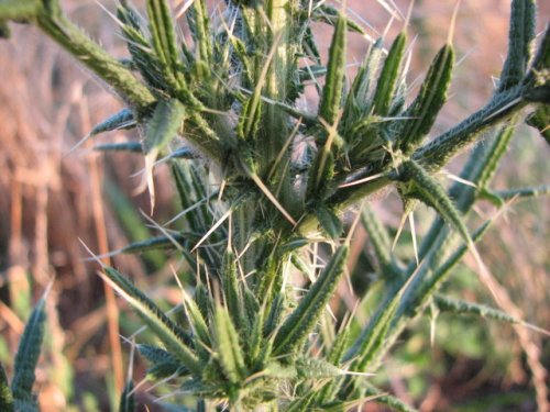 Bull Thistle (Cirsium vulgare)