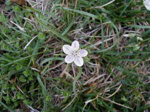 Spring Beauty (Claytonia virginica)