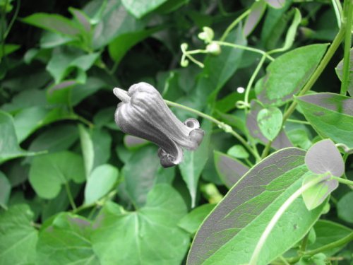 Pitcher's Leather Flower (Clematis pitcheri)