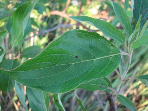 Swamp Dogwood (Cornus amomum)