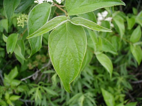 Rough-leaved Dogwood (Cornus drummondii)