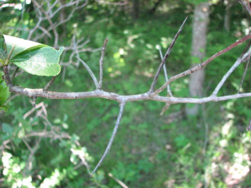 Cockspur Hawthorn (Crataegus crus-galli)