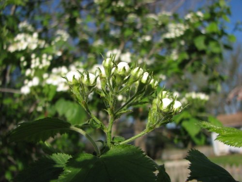 Downy Hawthorn (Crataegus mollis)