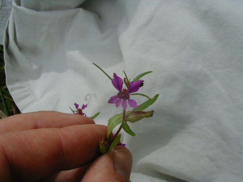 Blue Waxweed (Cuphea viscosissima)