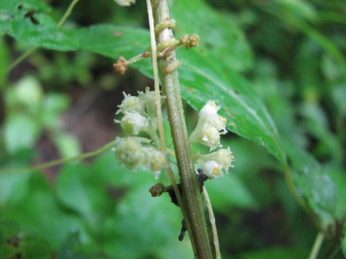 Fiveangled Dodder (Cuscuta pentagona)