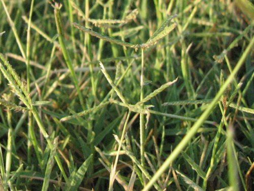 Bermuda Grass (Cynodon dactylon)