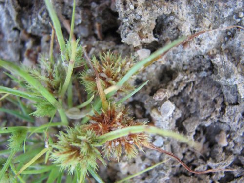 Bearded Flatsedge (Cyperus squarrosus)