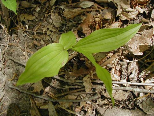 Yellow Lady's Slipper (Cypripedium pubescens)