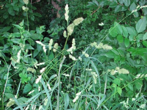 Orchardgrass (Dactylis glomerata)