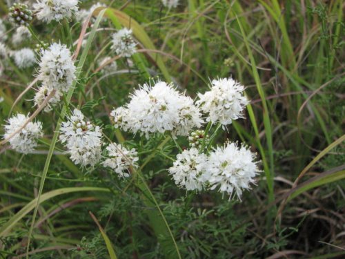 Roundhead Prairie Clover (Dalea multiflora)