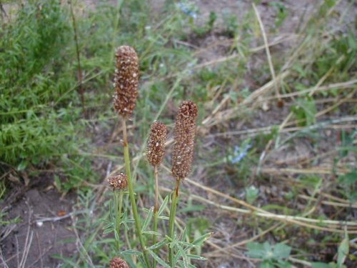 Purple Prairie Clover (Dalea purpurea)