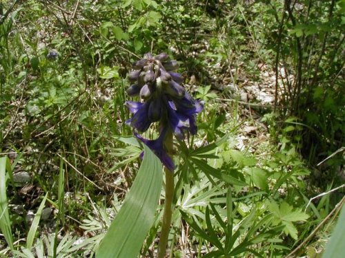 Rock Larkspur (Delphinium tricorne)