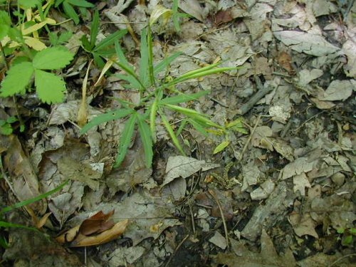 Cutleaf Toothwort (Cardamine concatenata)