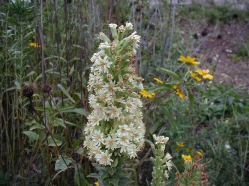 Rough Rattlesnake Root (Prenanthes aspera)