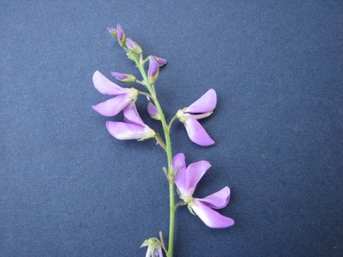 Largebract Ticktrefoil (Desmodium cuspidatum)