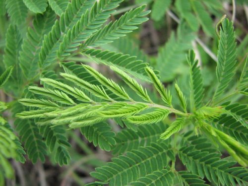 Illinois Bundle Flower (Desmanthus illinoensis)