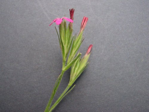 Deptford Pink (Dianthus armeria)