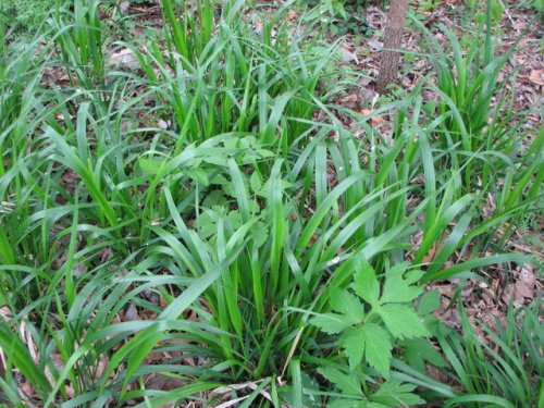 American Beakgrass (Diarrhena obovata)