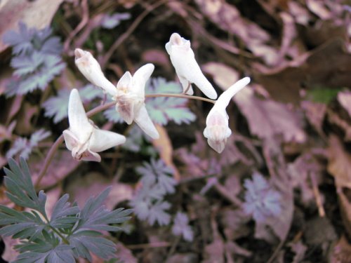 Dutchman's Breeches (Dicentra cucullaria)